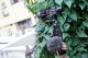Адаптер Ulanzi PT-6 для GoPro и микрофонного переходника - Изображение 95112